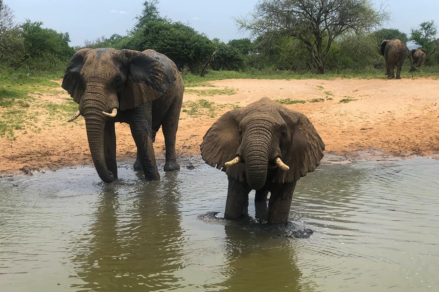 Elephants (Playing in Water)_Gallery