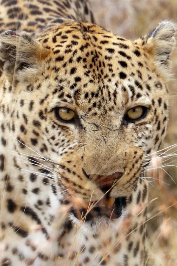 Leopard (Close-Up)_Gallery