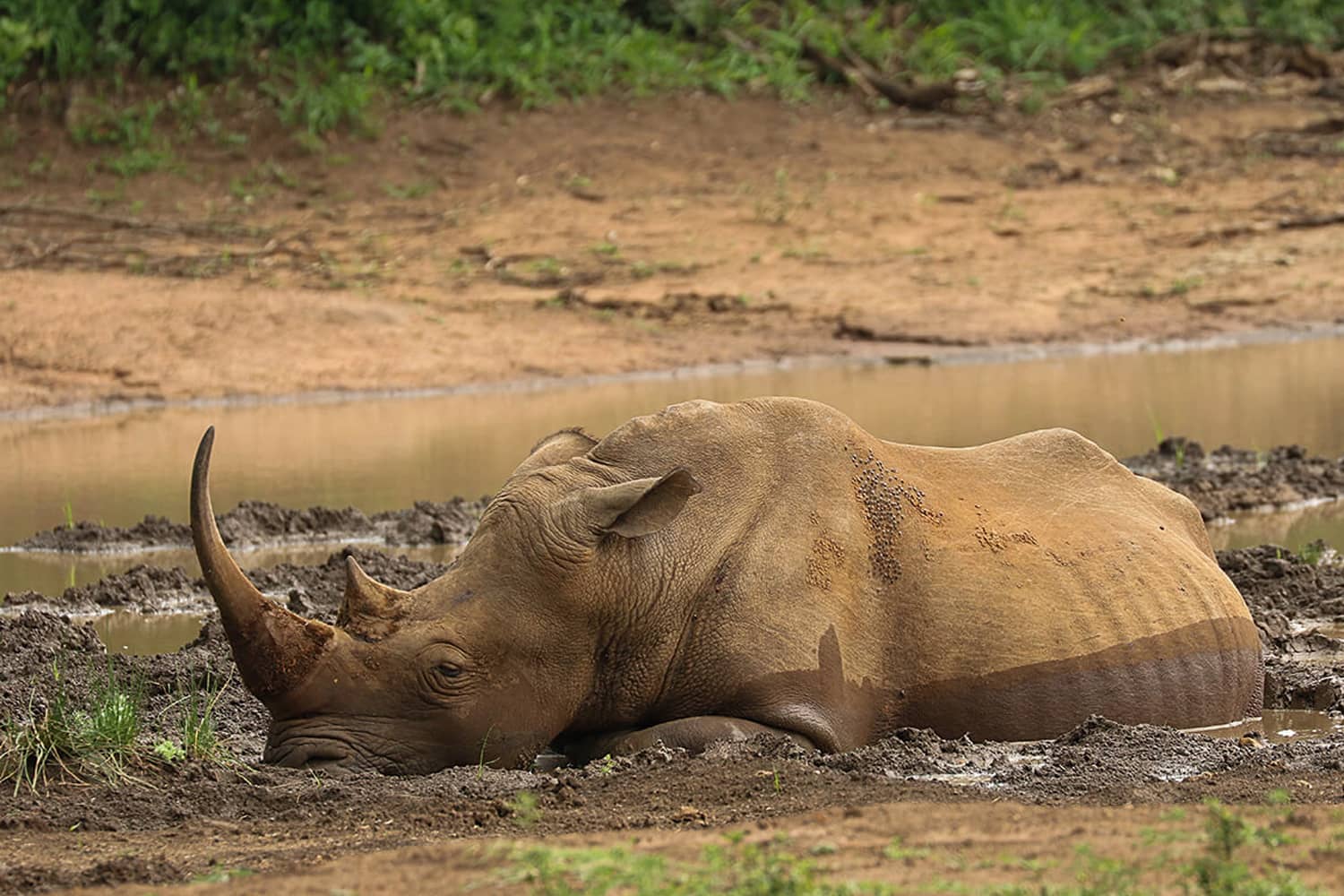 Rhino (Laying in Mud)_Gallery
